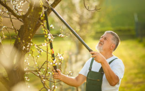 older man pruning a tree outside in the sunlight